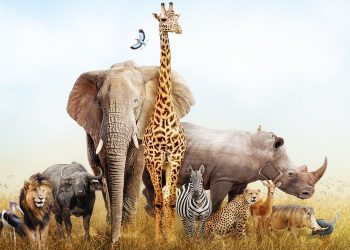 Fakta Unik dan Menarik Tentang Hewan yang Perlu Diketahui