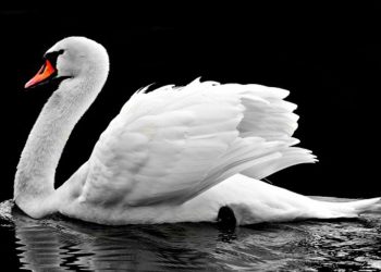 Anggun Tapi Bengis, Segera Menjauh Jika Angsa Putih Mengeluarkan Suara Ini