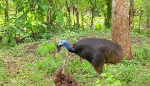 Segera Panjat Pohon Agar Selamat Jika Kamu Dikejar Burung Ini Segera Panjat Pohon Agar Selamat Jika Kamu Dikejar Burung Ini