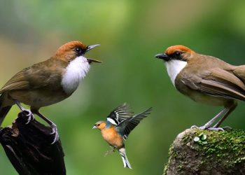 Segera Panjat Pohon Agar Selamat Jika Kamu Dikejar Burung Ini