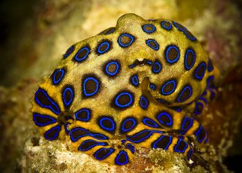 Saat Liburan ke Pantai, Menjauhlah Jika Melihat Hewan-hewan Ini