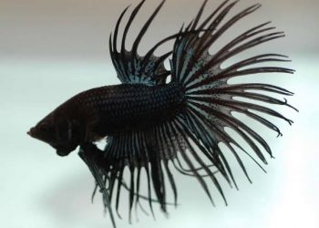 12 Jenis Ikan Cupang Paling Cantik di Dunia, Ada yang Berumur Panjang