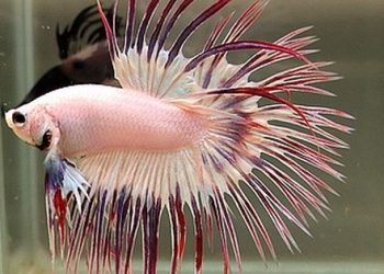 12 Jenis Ikan Cupang Paling Cantik di Dunia, Ada yang Berumur Panjang