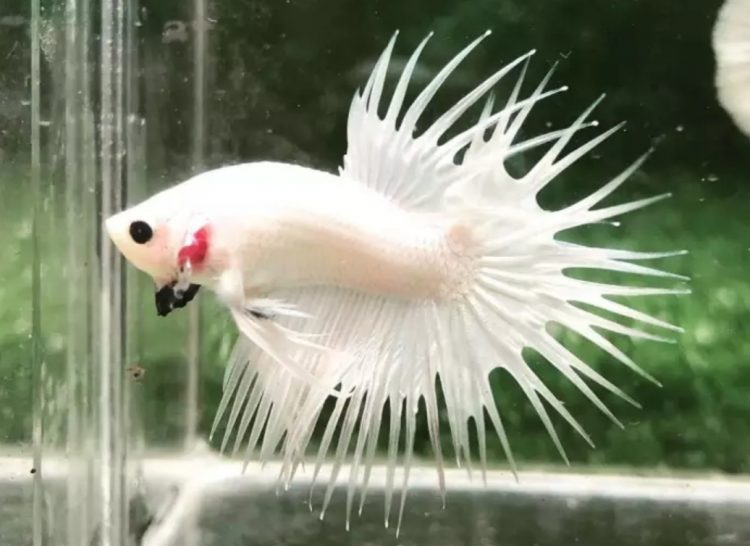 12 Jenis Ikan Cupang Paling Cantik di Dunia, Ada yang Berumur Panjang