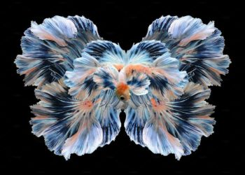 Ikan Cupang Paling Cantik di Dunia, Ada yang Berumur Panjang