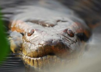 Anaconda Kuning, Monster Berdarah Dingin