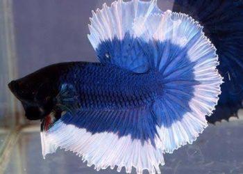 12 Jenis Ikan Cupang Paling Cantik di Dunia, Ada yang Berumur Panjang