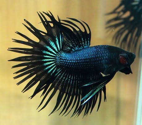 12 Jenis Ikan Cupang Paling Cantik di Dunia, Ada yang Berumur Panjang