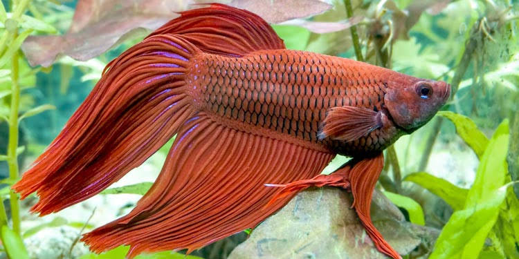 12 Jenis Ikan Cupang Paling Cantik di Dunia, Ada yang Berumur Panjang