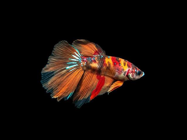 12 Jenis Ikan Cupang Paling Cantik di Dunia, Ada yang Berumur Panjang