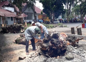 Hujan Deras Disertai Angin Kencang, Bencana Pohon Tumbang Landa Kota Siantar Hujan Deras Disertai Angin Kencang, Bencana Pohon Tumbang Landa Kota Siantar