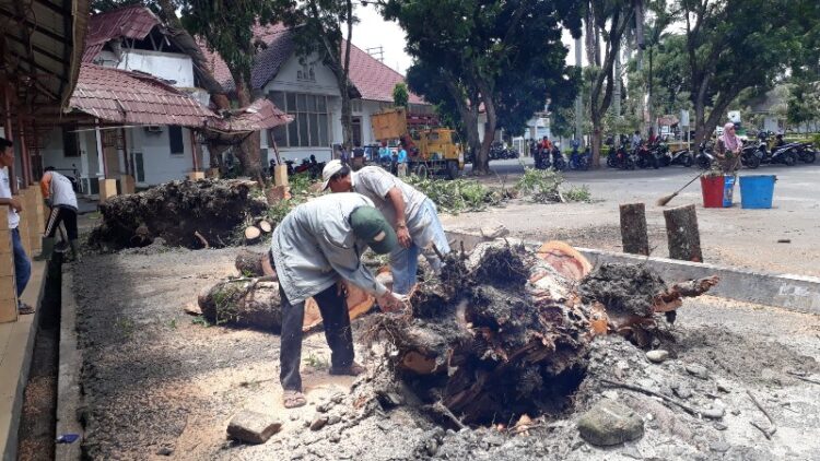 Hujan Deras Disertai Angin Kencang, Bencana Pohon Tumbang Landa Kota Siantar