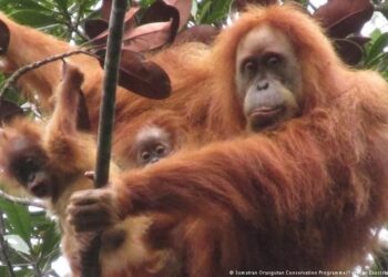 Temuan Bayi Kembar Orangutan Tapanuli, dan Pembangunan PLTA di Batang Toru Temuan Bayi Kembar Orangutan Tapanuli, dan Pembangunan PLTA di Batang Toru