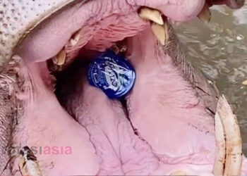 Fakta Pelempar Sampah ke Mulut Kuda Nil, Pelakunya Nenek-Nenek