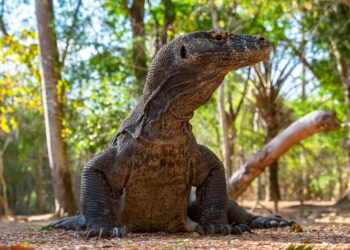 Hewan Endemik di Indonesia dengan Keberadaannya yang Hampir Punah