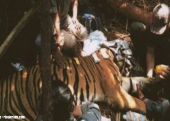 Kisah Mengerikan Tim Patroli Dibalik Temuan Harimau yang Terjerat Kawat di Hutan Riau Kisah Mengerikan Tim Patroli Dibalik Temuan Harimau yang Terjerat Kawat di Hutan Riau