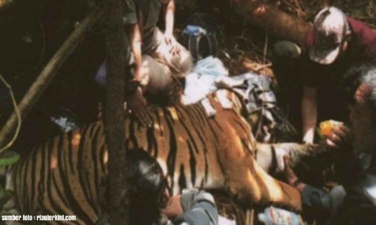 Kisah Mengerikan Tim Patroli Dibalik Temuan Harimau yang Terjerat Kawat di Hutan Riau