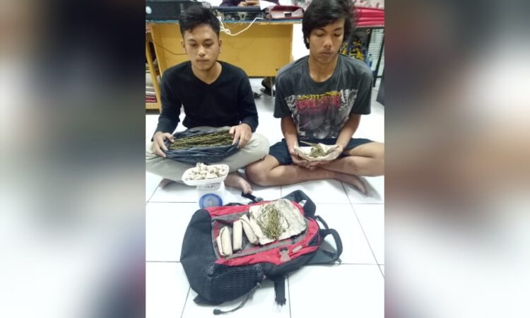 Polres Pematangsiantar Tangkap Dua Tersangka Lahgun Ganja dari Lapo Tuak