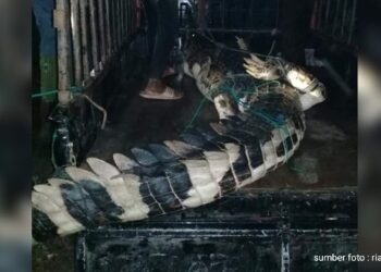 Buaya Pemangsa Bocah 7 Tahun ini Berhasil Ditangkap Warga Pakai Alat Penyetrum Ikan Buaya Pemangsa Bocah 7 Tahun ini Berhasil Ditangkap Warga Pakai Alat Penyetrum Ikan