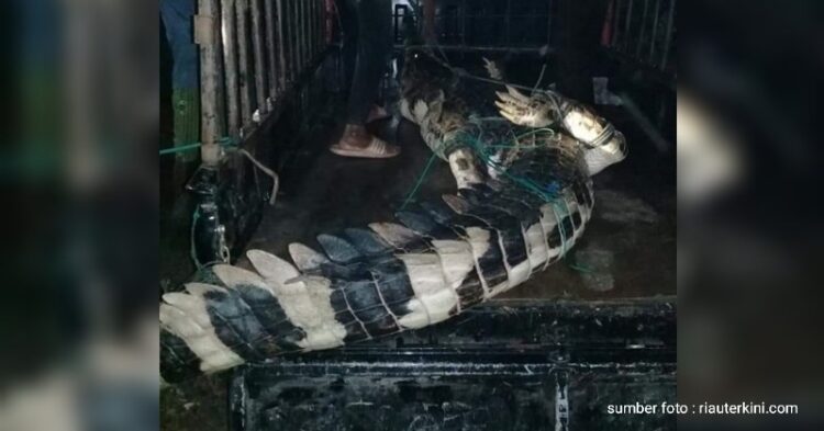 Buaya Pemangsa Bocah 7 Tahun ini Berhasil Ditangkap Warga Pakai Alat Penyetrum Ikan