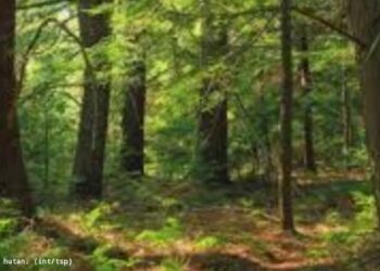 Saul Pangaribuan Dilaporkan Hilang Setelah Masuk ke Kawasan Hutan Lindung Tanjungpinang Saul Pangaribuan Dilaporkan Hilang Setelah Masuk ke Kawasan Hutan Lindung Tanjungpinang