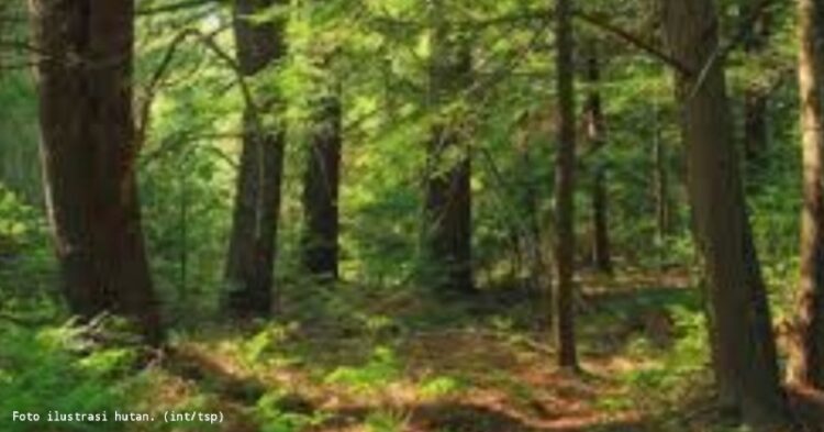 Saul Pangaribuan Dilaporkan Hilang Setelah Masuk ke Kawasan Hutan Lindung Tanjungpinang
