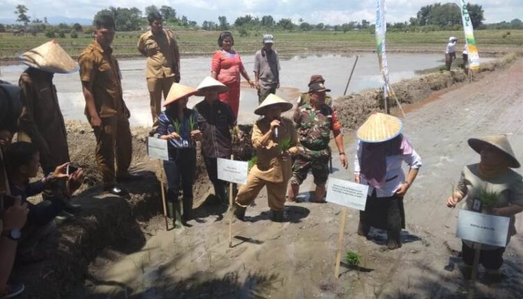 Tingkatkan Produksi Padi, Kota Pematangsiantar Canangkan Tanam Padi Serempak Tanam padi serempak di Kota Pematangsiantar. (ist/tsp)