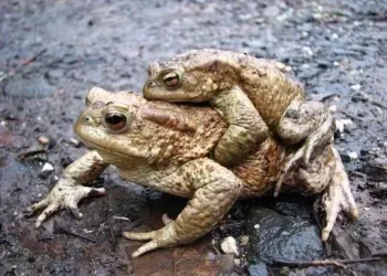 Ratusan Kodok Mati Karena Kebanyakan Ngeseks