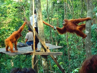 Pesona Wisata Bukit Lawang di Sumatera Utara yang Tak Ada Habisnya wisata bukit lawang terbaru