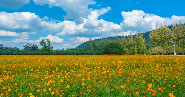 Taman Bunga Marigold